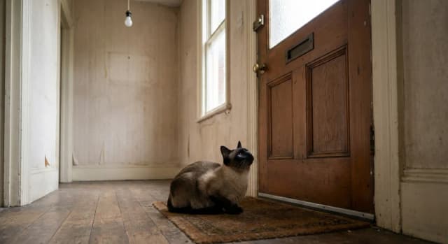 Cat Separation Anxiety Is Real: Here's What the Research Says