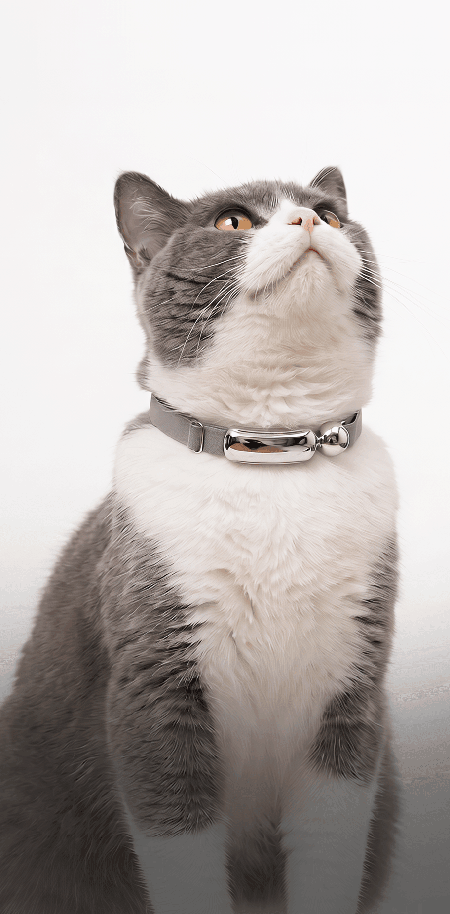 Cat wearing the Catellect collar