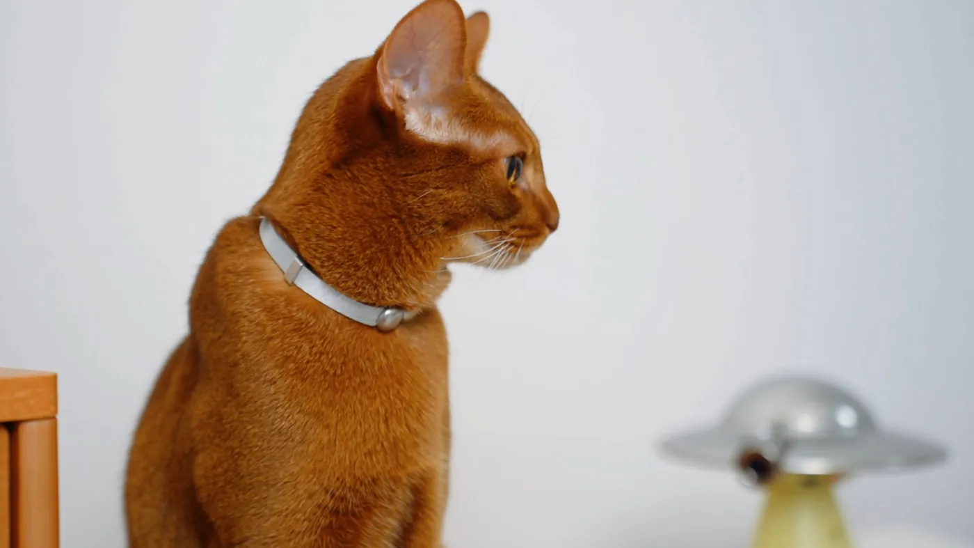 A reddish-brown cat in profile wearing a thin collar, with the UFO hub nearby