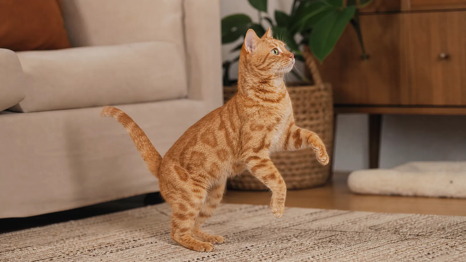 An orange tabby standing on its hind legs on a living-room rug