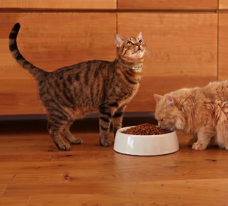 A standing tabby cat showing its overall body posture
