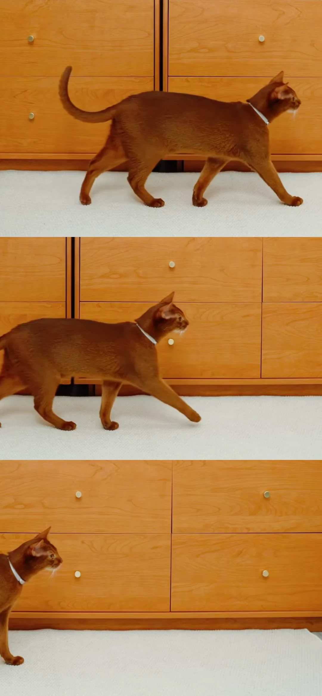 A brown cat wearing a Catellect Collar walks through a warm wooden interior beside the Catellect UFO Home Hub