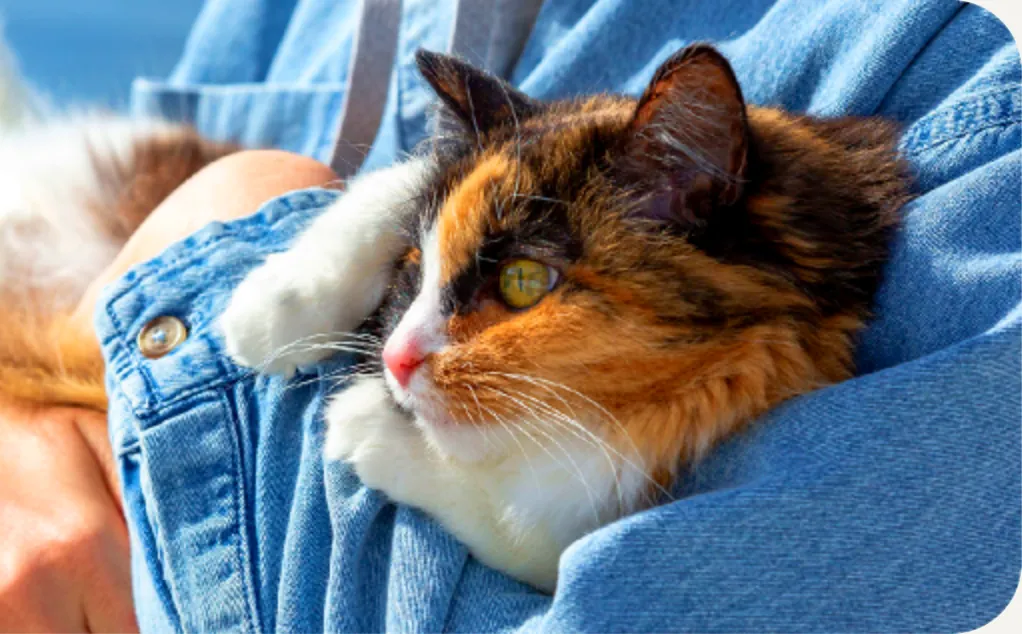 A calico cat resting in a person's arms
