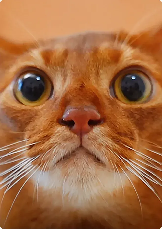 Close-up of an orange cat looking into the camera