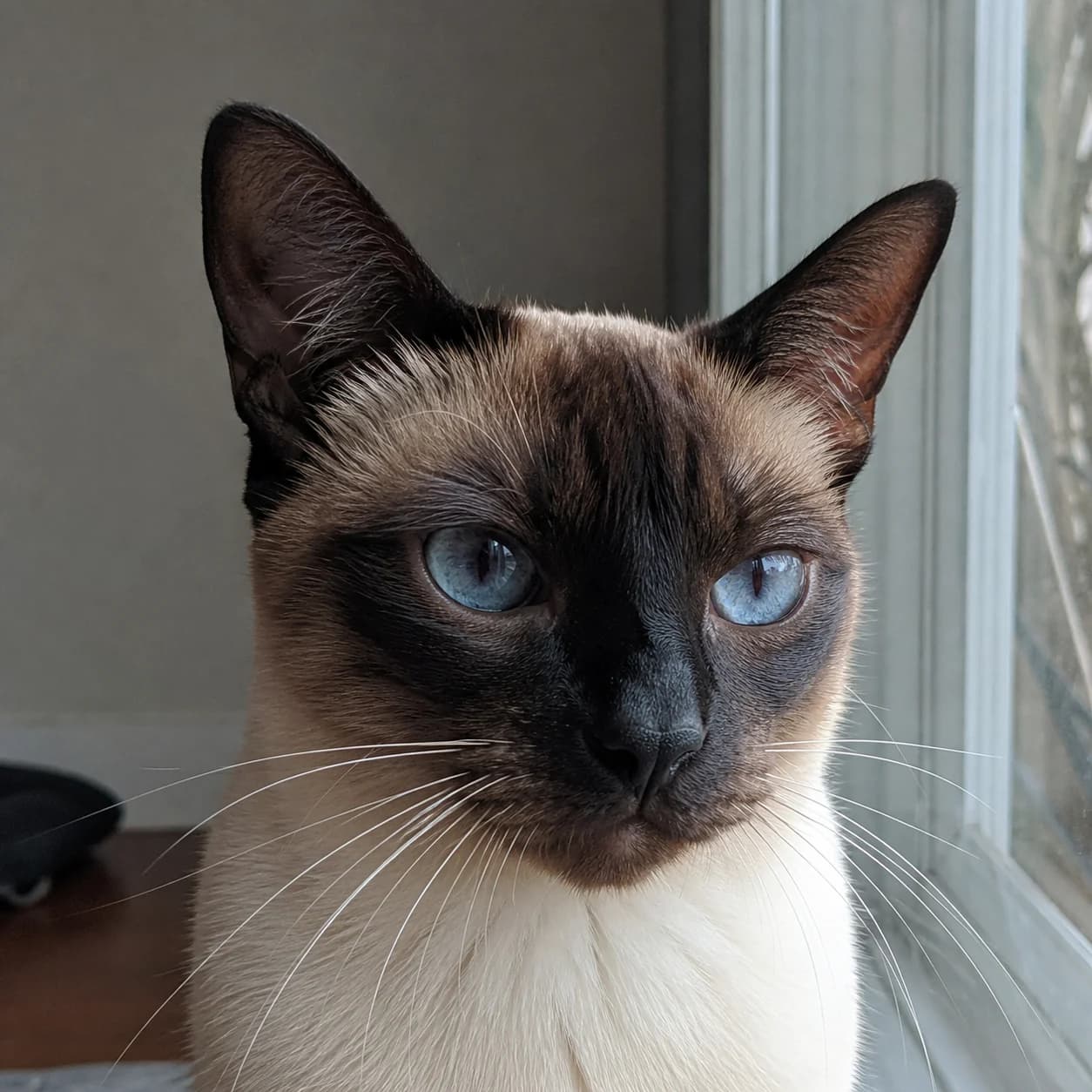 A seal-point Siamese cat in natural window light with clear eyes, nose, mouth, and whiskers
